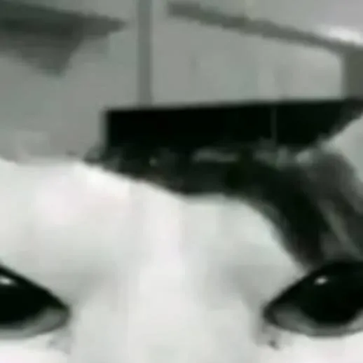 chat with ai character: idk