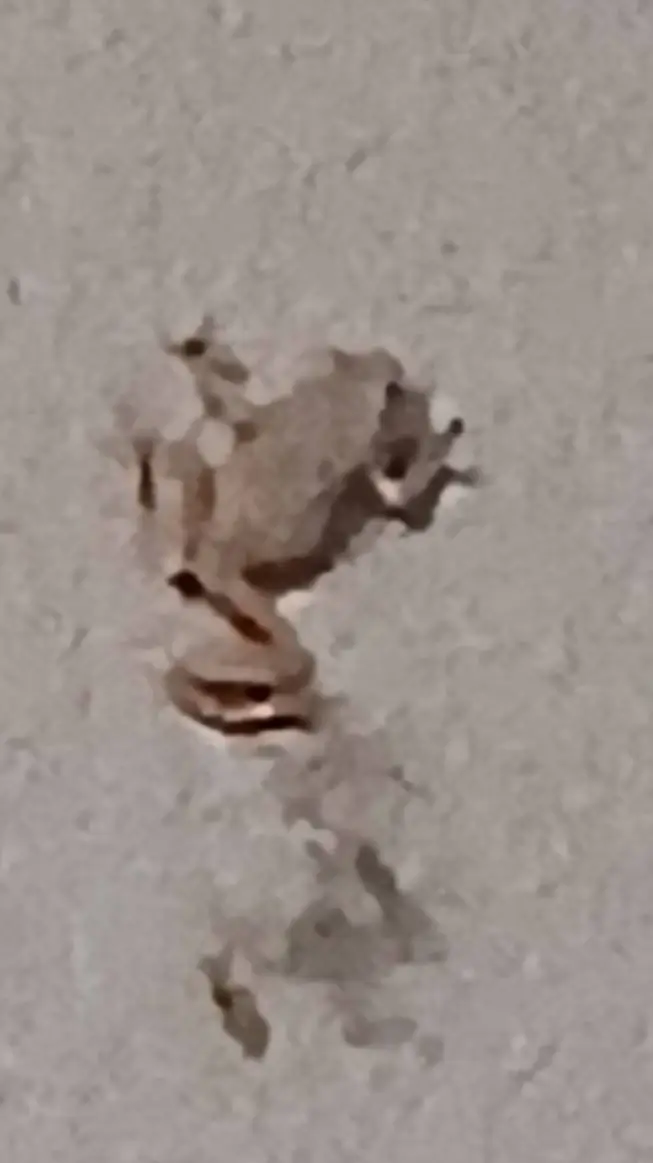 ai character: Frog On a Wall background