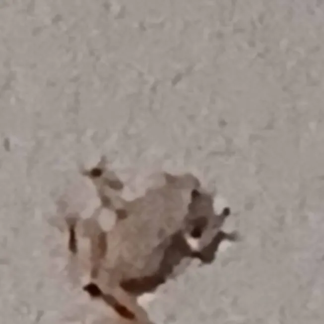chat with ai character: Frog On a Wall