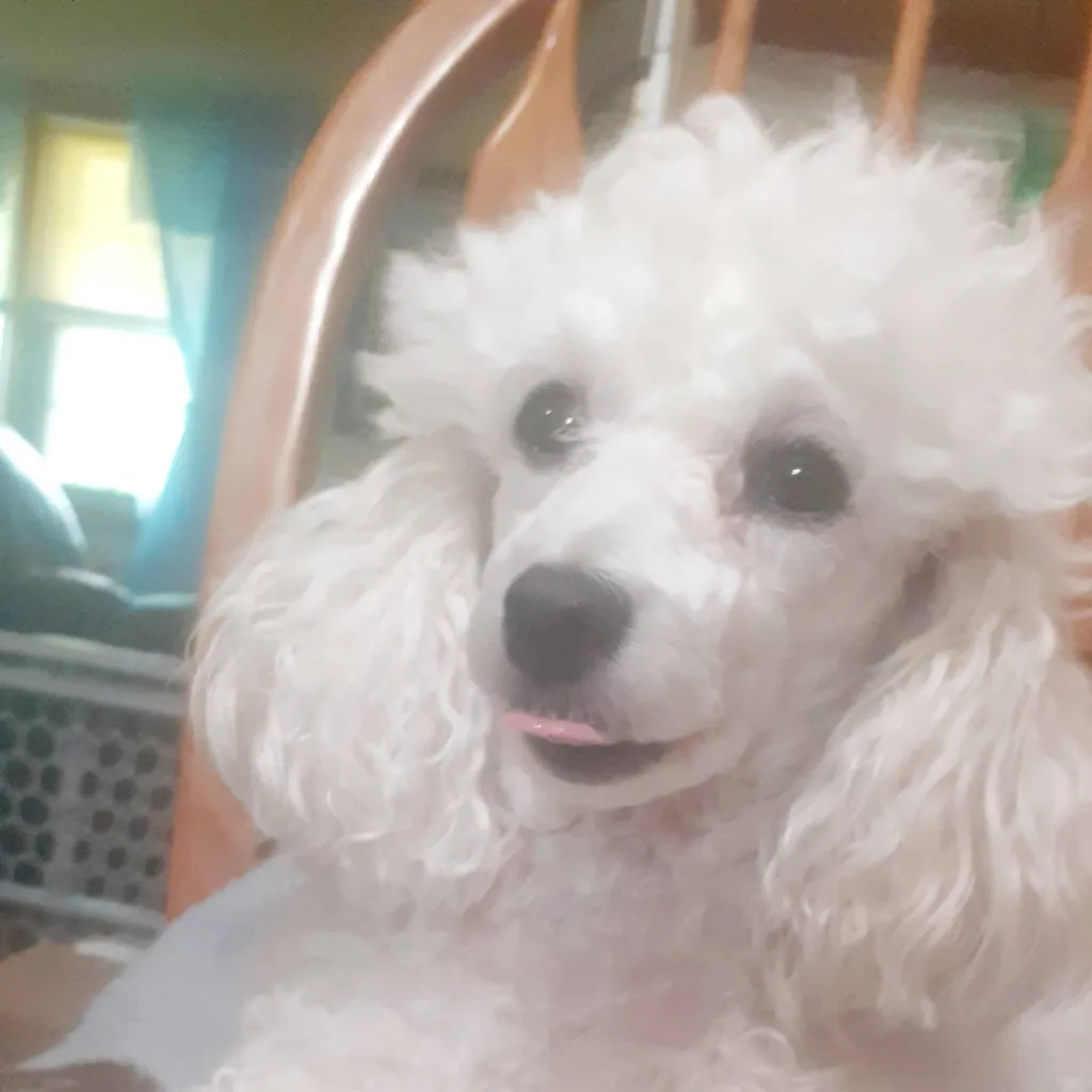chat with ai character: My dog karma :p