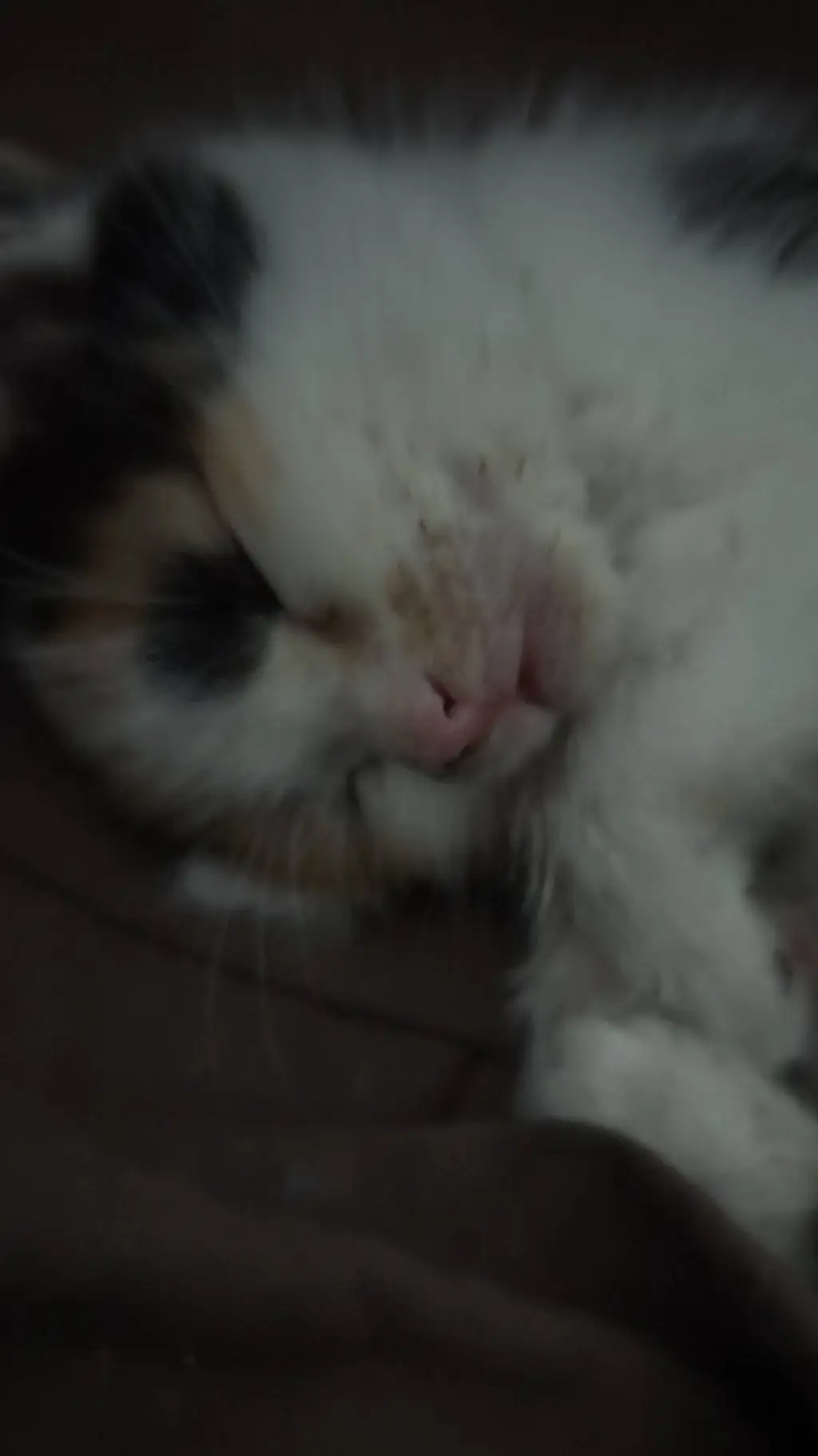 ai character: Kitty<3 background