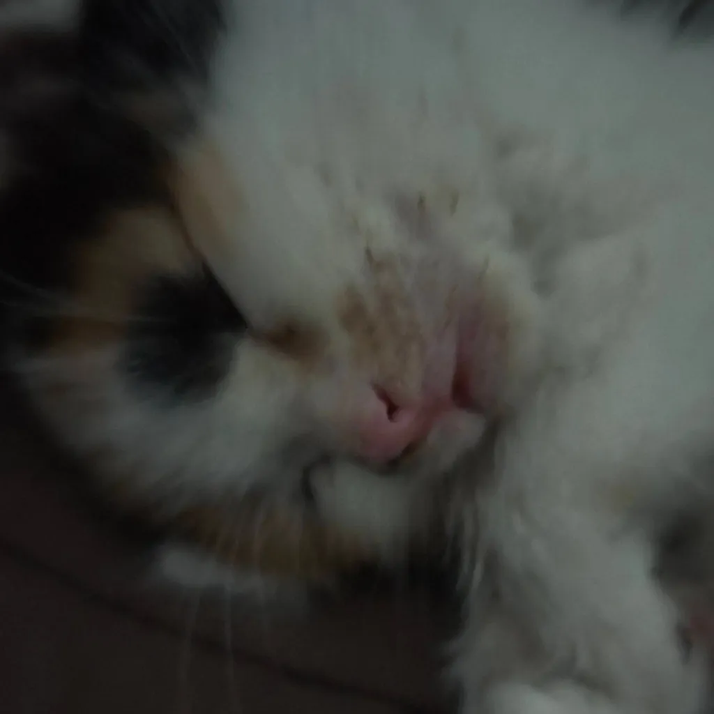 chat with ai character: Kitty<3