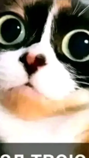 ai character: кот background