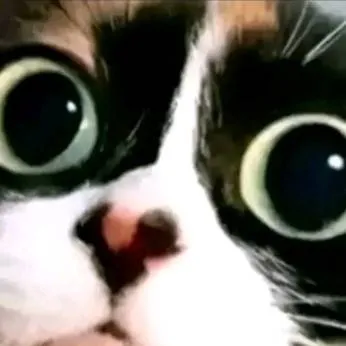 chat with ai character: кот