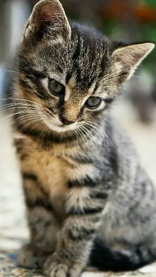 ai character: cat  background