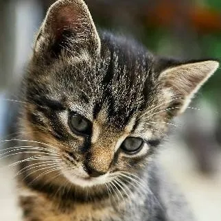 chat with ai character: cat 