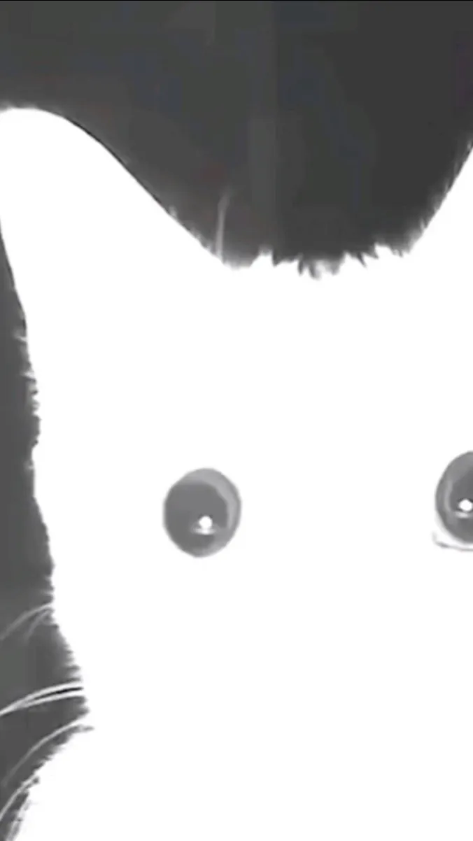 ai character: White cat background