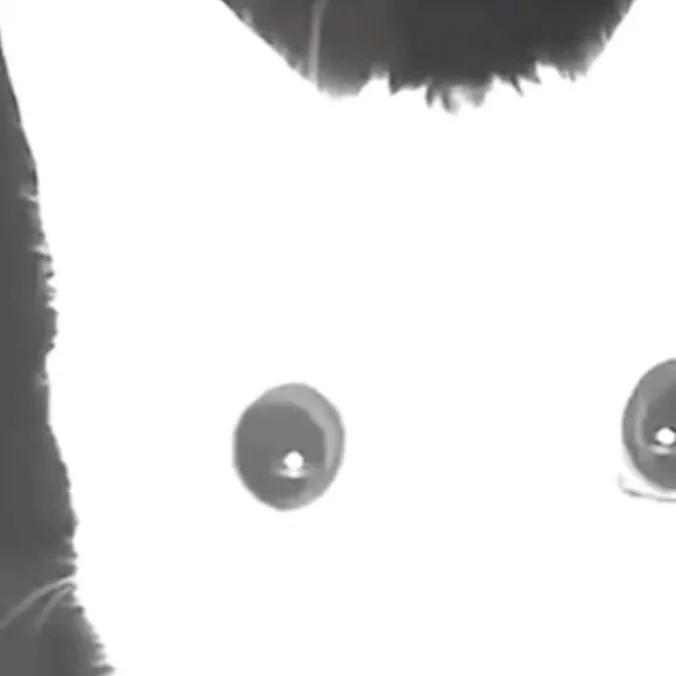 chat with ai character: White cat