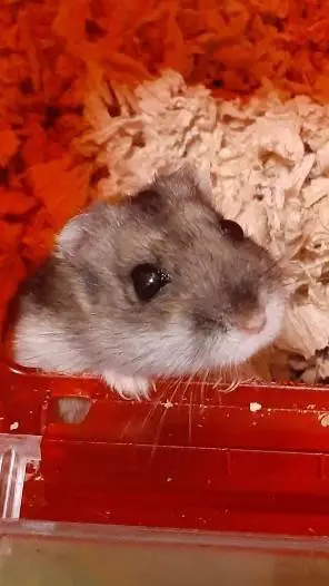 ai character: {A hamster} background