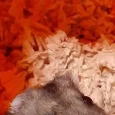 chat with ai character: {A hamster}