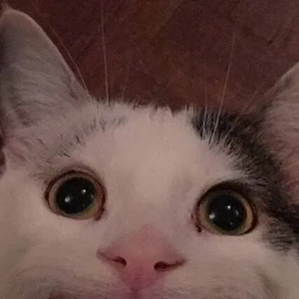 chat with ai character: Белуга