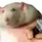 chat with ai character: hamsterchathis