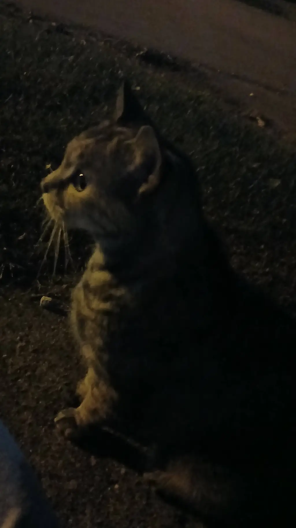 ai character: DW New Toon!! background