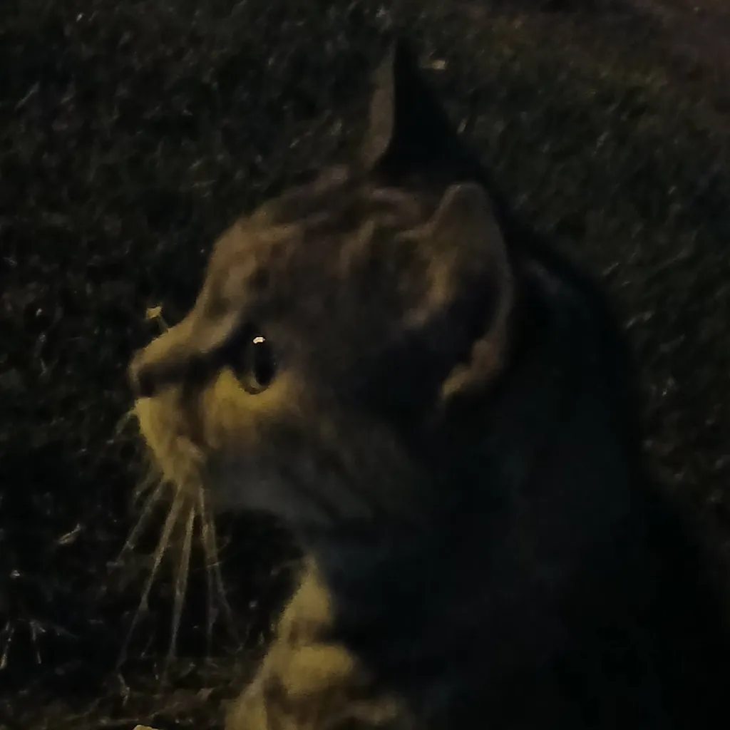 chat with ai character: DW New Toon!!