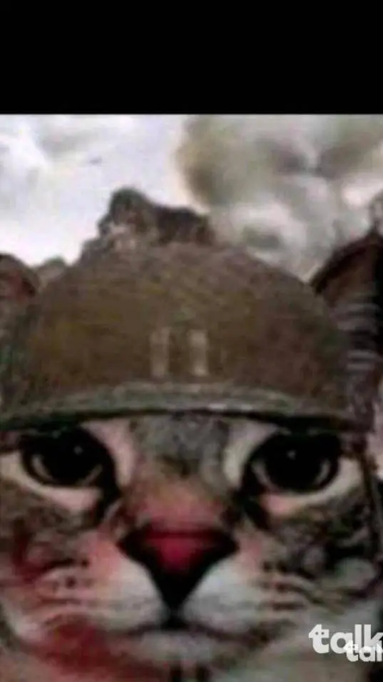 ai character: cats vs dogs  background