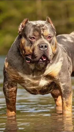 ai character: Pit Bull falante  background