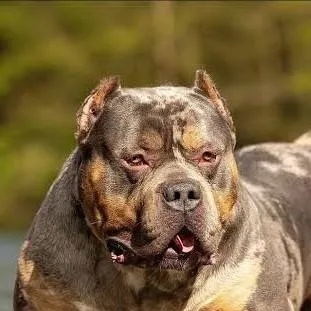 chat with ai character: Pit Bull falante 