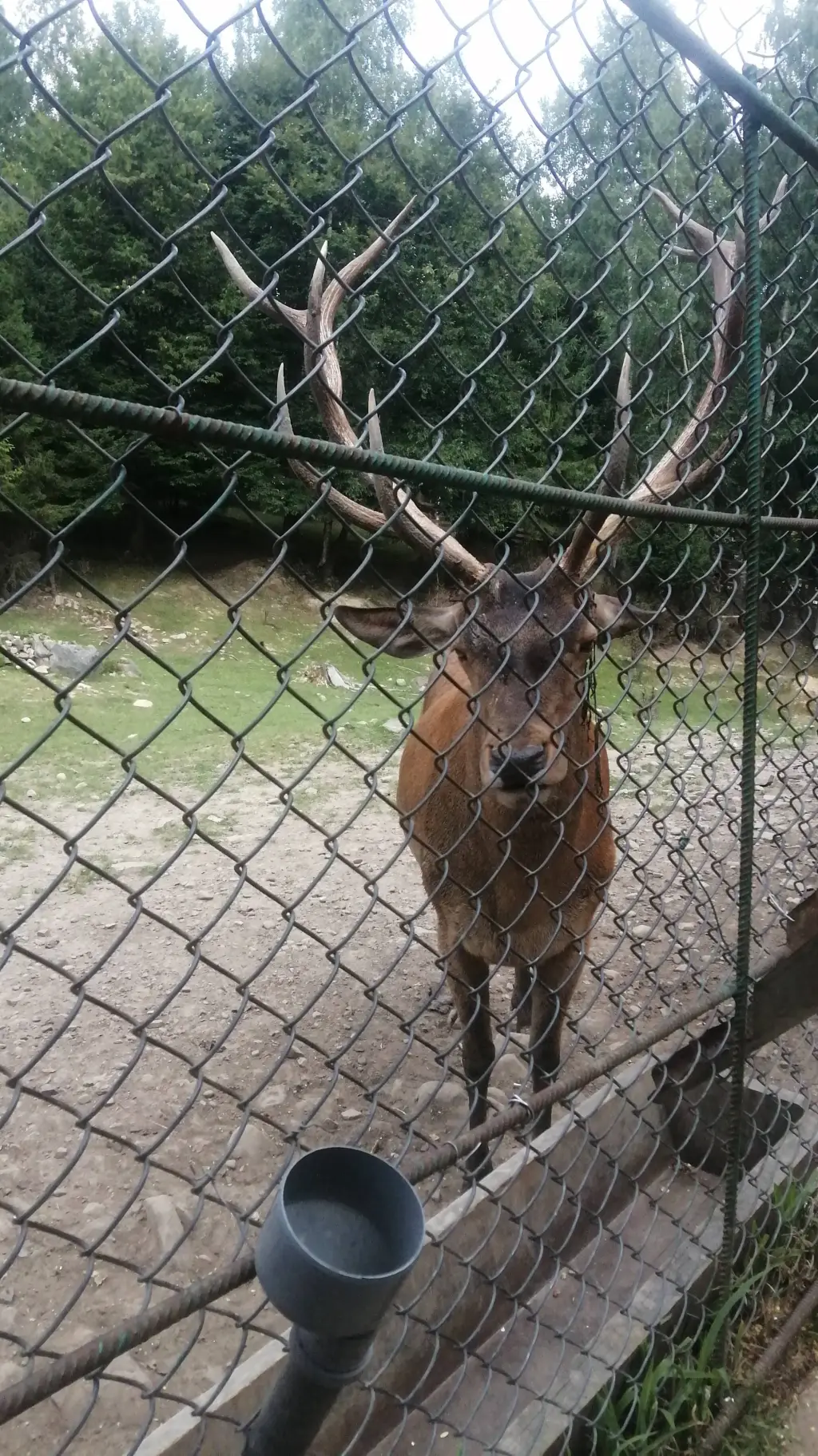 ai character: Олень  background