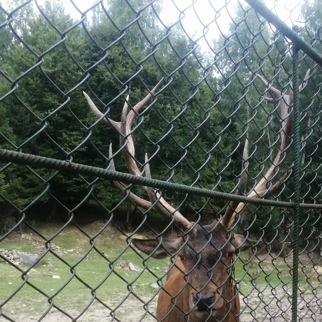 chat with ai character: Олень 