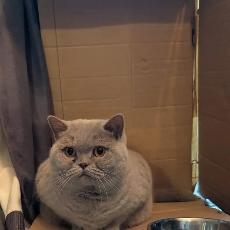 chat with ai character: my cat🐈🐈🐈🐈