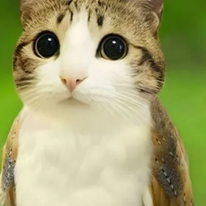 chat with ai character: Meowl