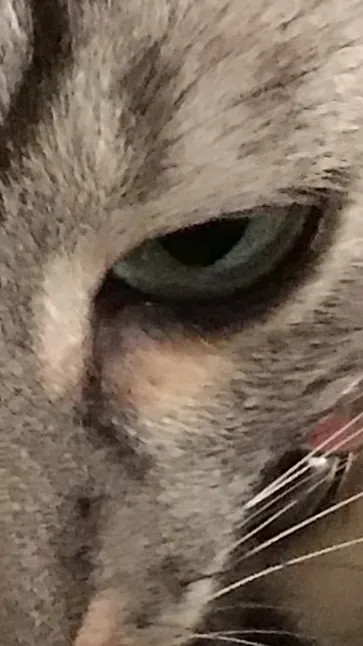 ai character: Mazarus background