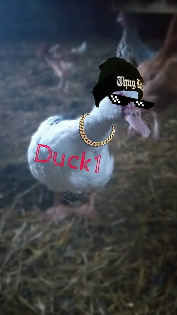 ai character: Duck1 background