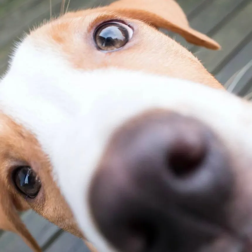 chat with ai character: hyunjin 