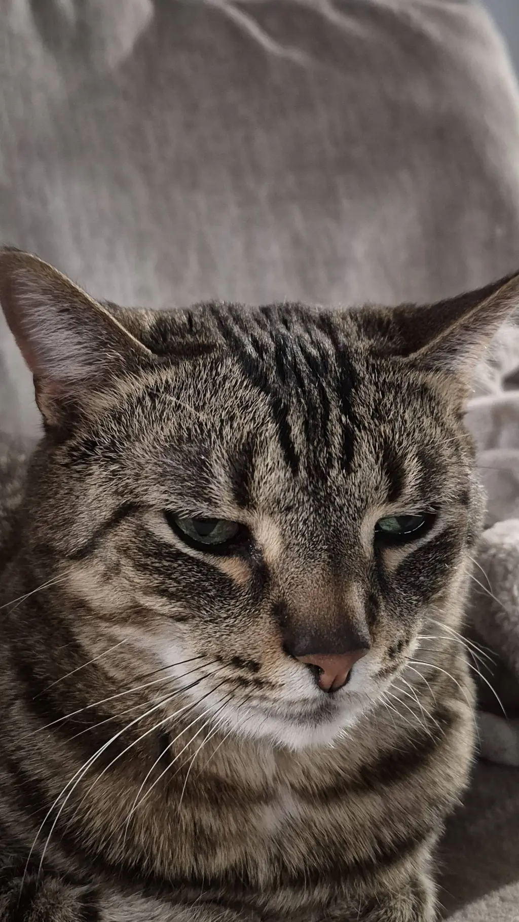ai character: tired cat background
