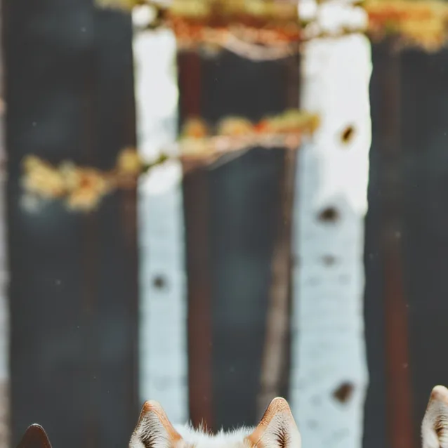 chat with ai character: Wolf pack