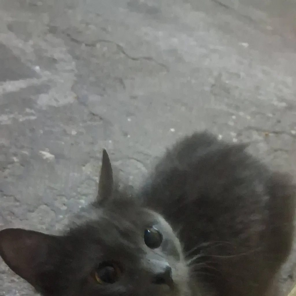 chat with ai character: gato raro