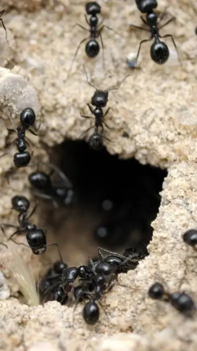 Talkie AI - Chat with Ant colony 