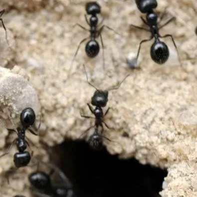 chat with ai character: Ant colony 