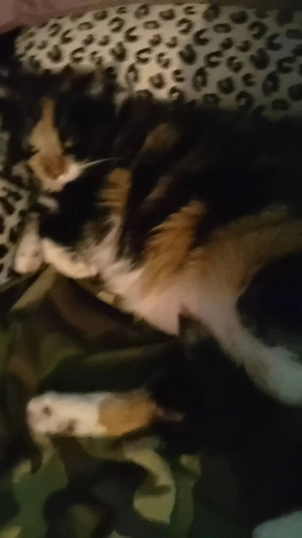 ai character: My cat lucy fr background