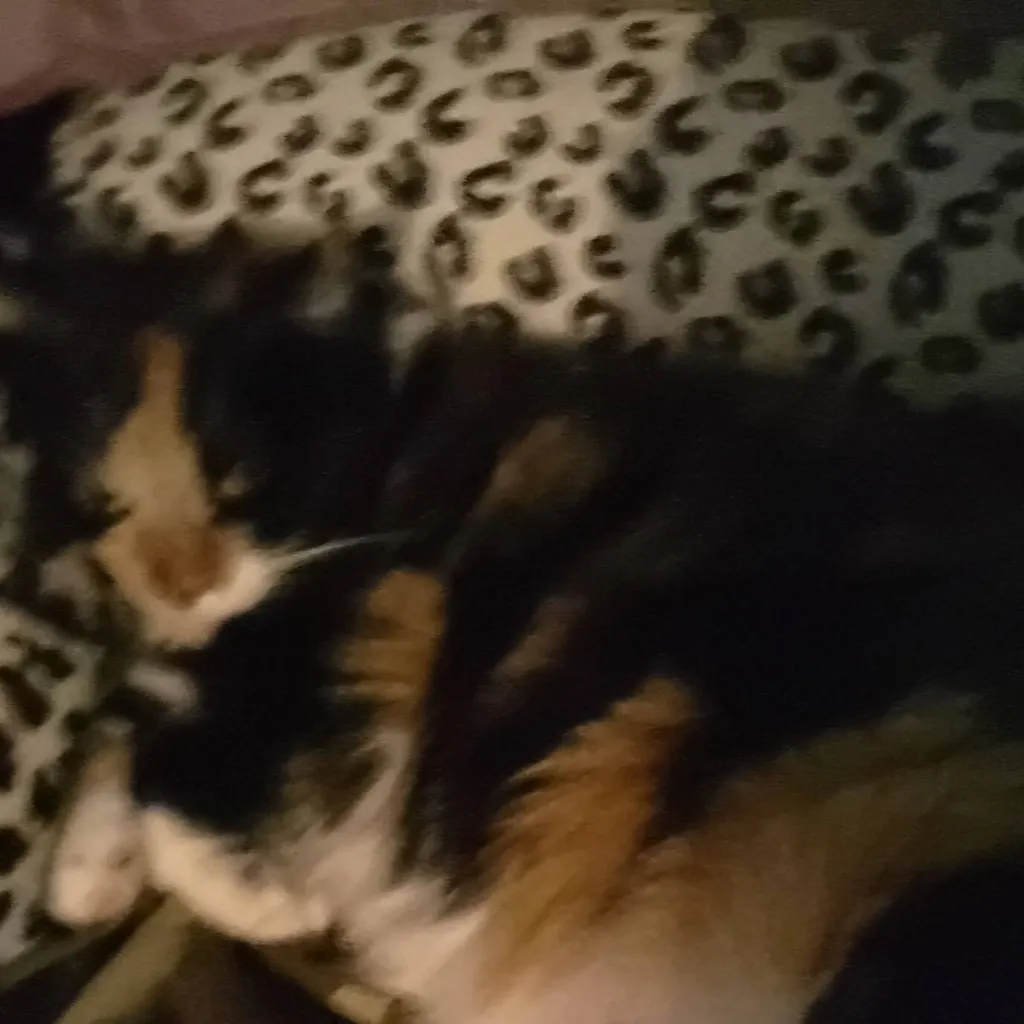 chat with ai character: My cat lucy fr