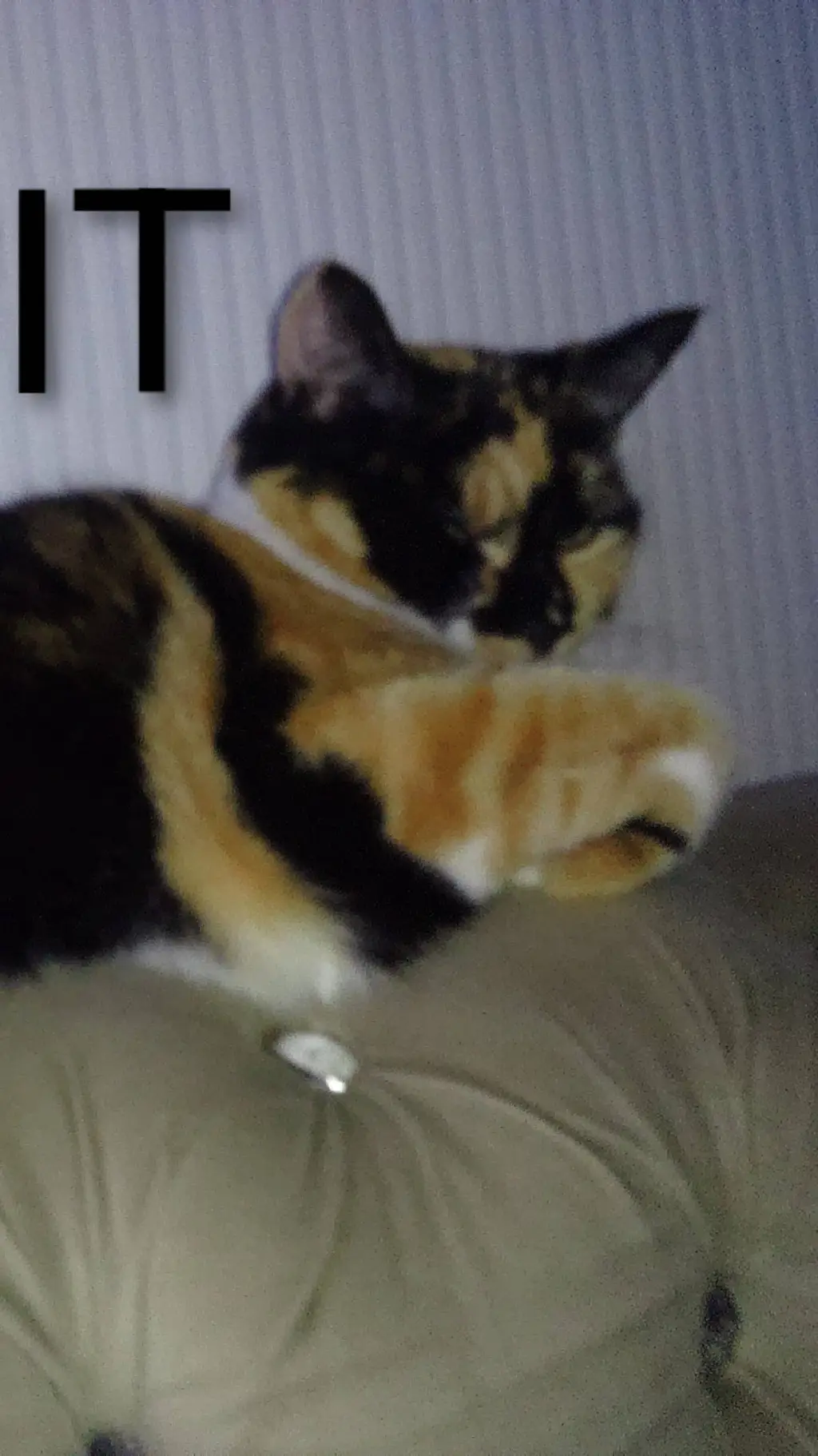 ai character: Biscuit (my cat) background