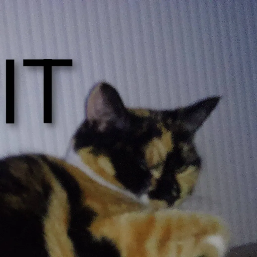 chat with ai character: Biscuit (my cat)