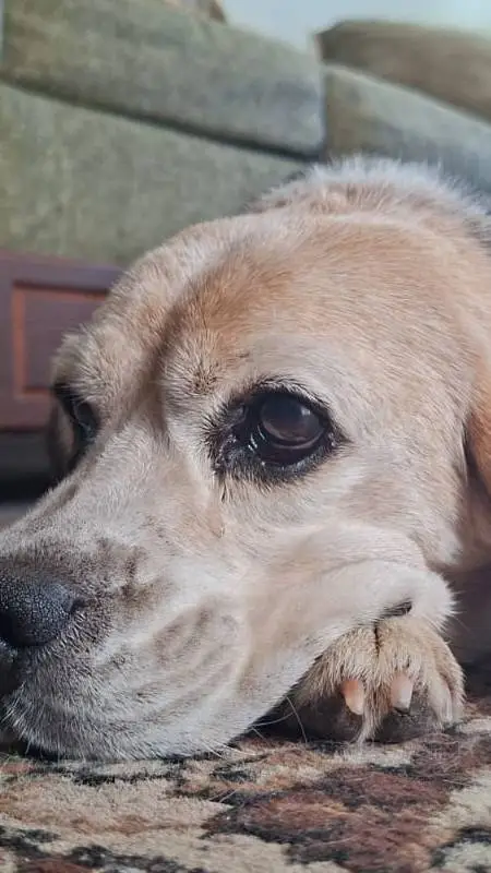 Talkie AI - Chat with beñecita