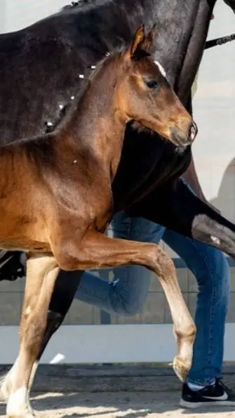 ai character: Wild Horse Life Rp background