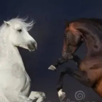 chat with ai character: Wild Horse Life 2