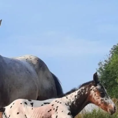 chat with ai character: Wild Horse Life 3