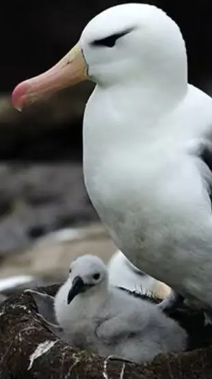 ai character: Albatross Life!^^ background
