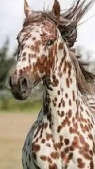 ai character: Wild Horse Life 4 background