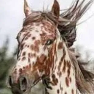 chat with ai character: Wild Horse Life 4