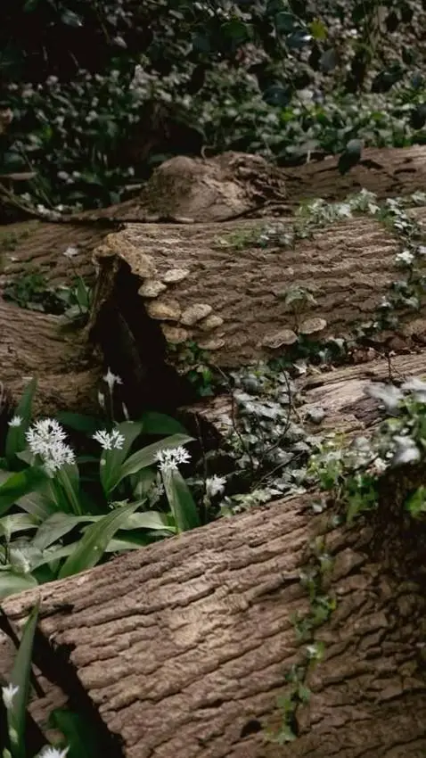 ai character: Rui background