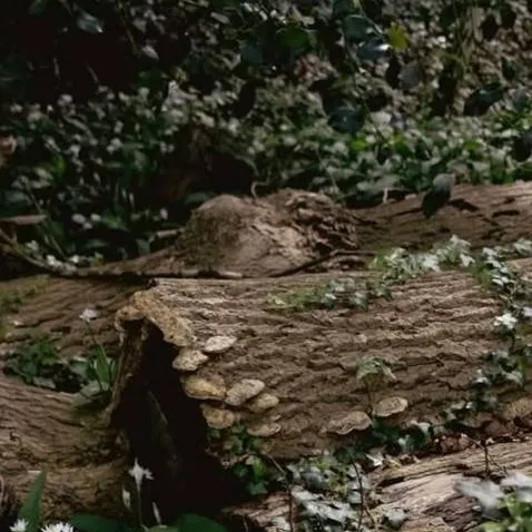 chat with ai character: Rui