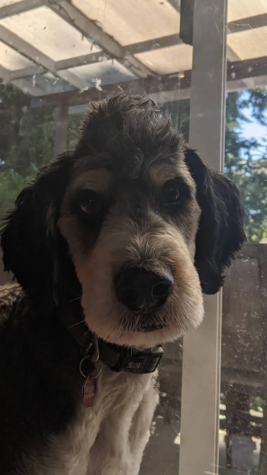 ai character: PERSONAL USE - dog background