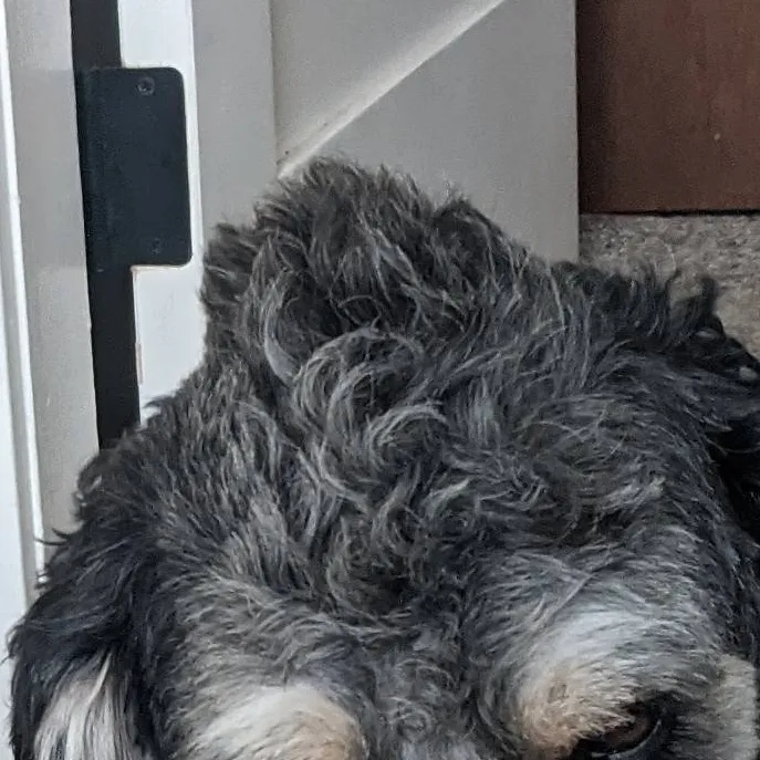 chat with ai character: Reggie - Dog