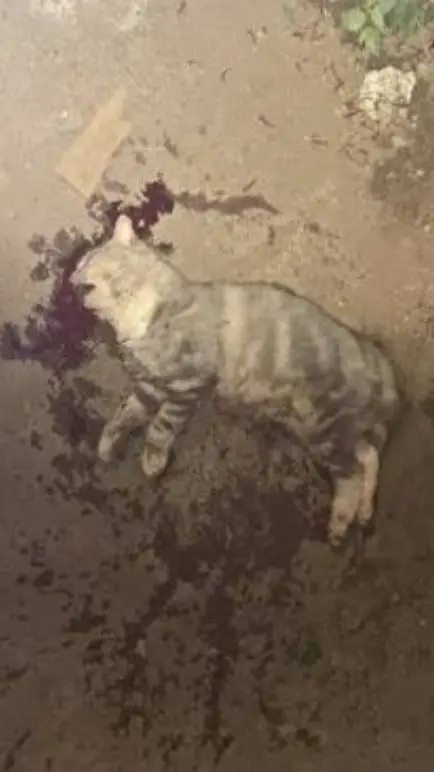 ai character: gatito? background