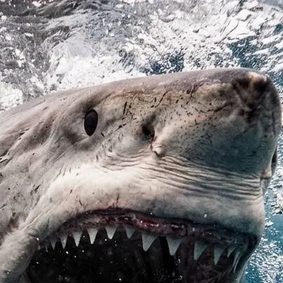 chat with ai character: FPE shark attack